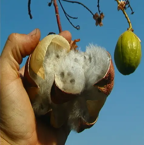 Organic Kapok Filling