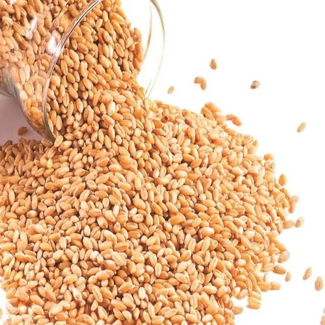 Dried Style Quality Indian Wheat Seeds/ Wheat Grain Available For Animal feed
