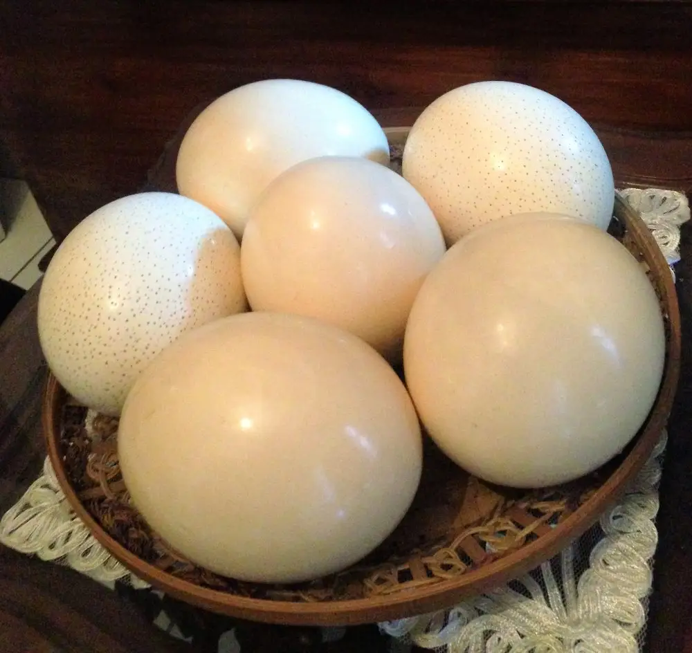 Fertile Ostrich eggs from Europe available at goods prices