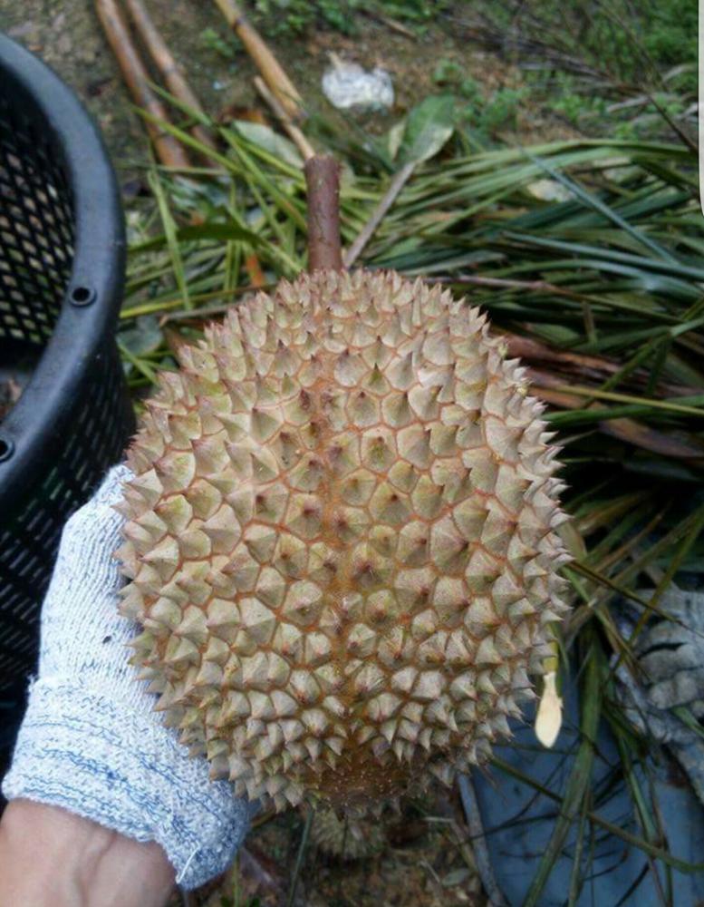 Малазийский свежий дуриан высшего качества Musang King D197