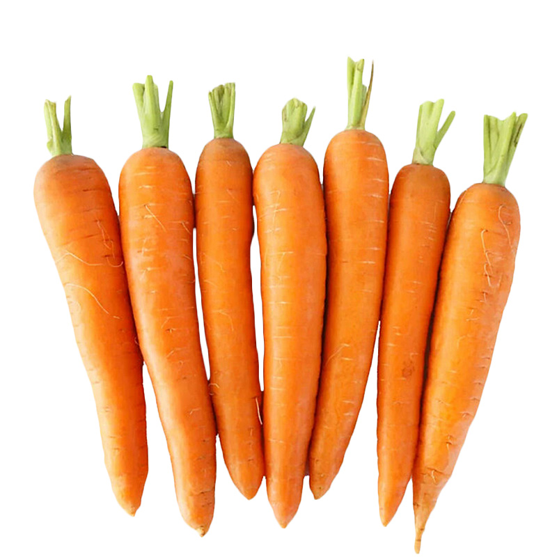 Chinese Fresh Washed Yellow Carrots Export