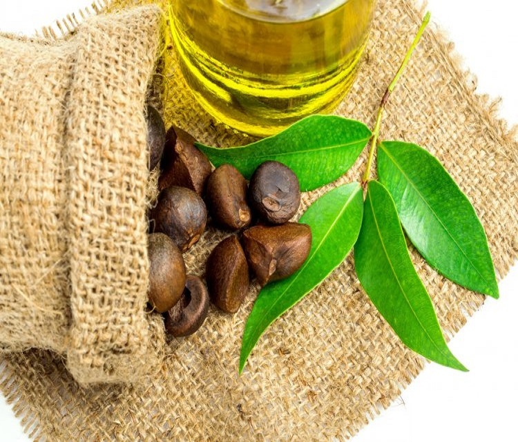 Carrier oil Camellia oil Wholesale Suppliers /Cold Pressed Camellia Oil