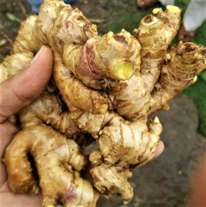 Fresh Ginger Natural fresh ginger root vegetables from India...Fresh air dried Ginger root from India...