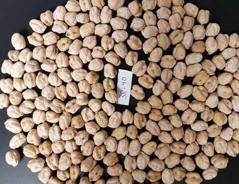 Chick Peas Size - 13 mm Count- 38-40