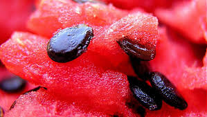 Melon Seeds for sale
