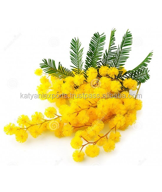 Индийский цветочный воск Mimosa, поставщик № 01