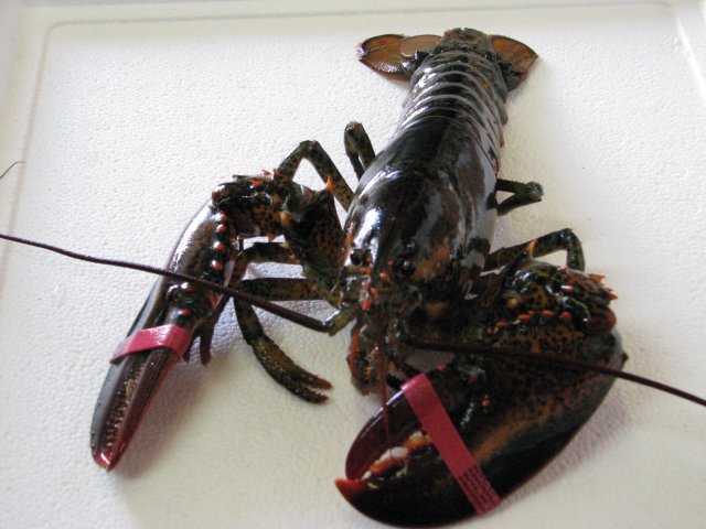 Замороженные homarus americanus, хит продаж