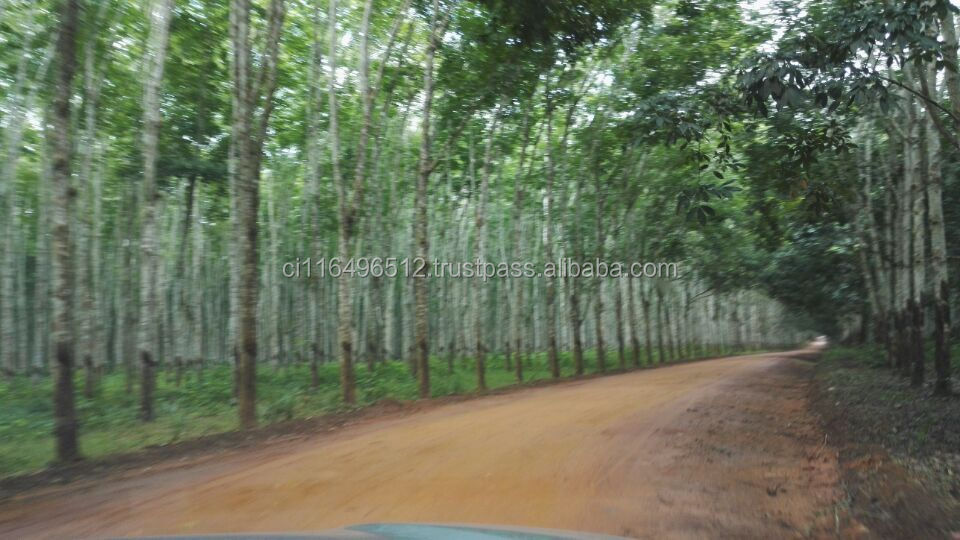 Low price Raw rubber cup lump/sheet from Cote D'ivoire