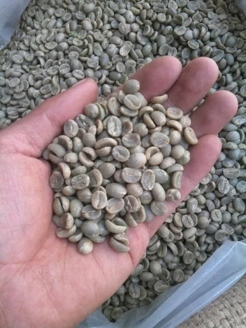 Viet Nam robusta coffee Grade 2 Screen 13