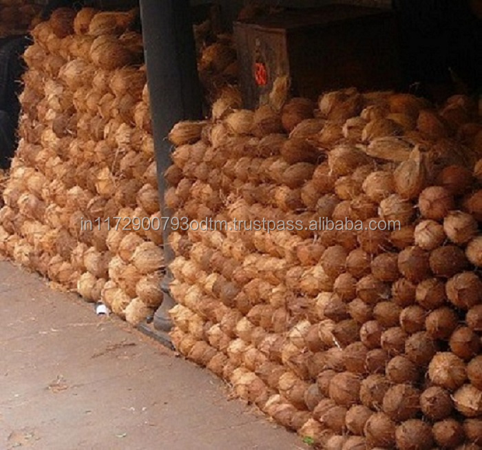 Premium Semi Husked Coconuts Pollachi Tropical & Sub-tropical Fruit Fresh Matured Coconut COMMON Semi-husked