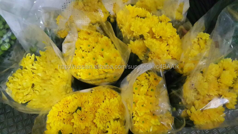 Chrysanthemums ,Хризантемы