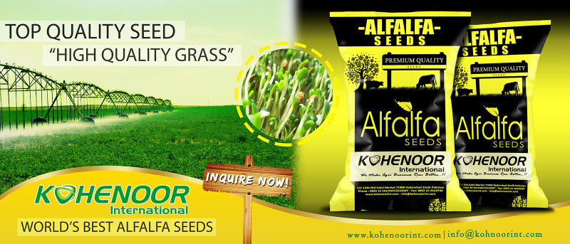 Grass Seed