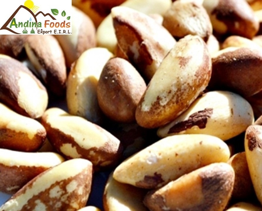 Top quality Brazil nuts (Bertholletia excelsa)