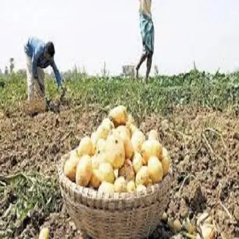 New Crop Bangladeshi Fresh Potatoes, Potatoes Supplier