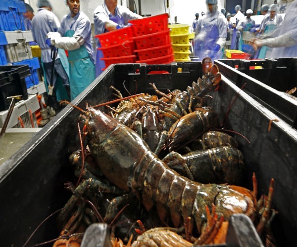 Frozen seafood Canadian lobster