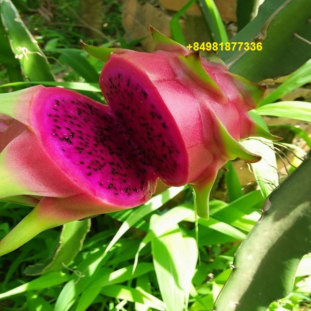 FRESH DRAGON FRUITS, YELLOW DRAGON FRUITS