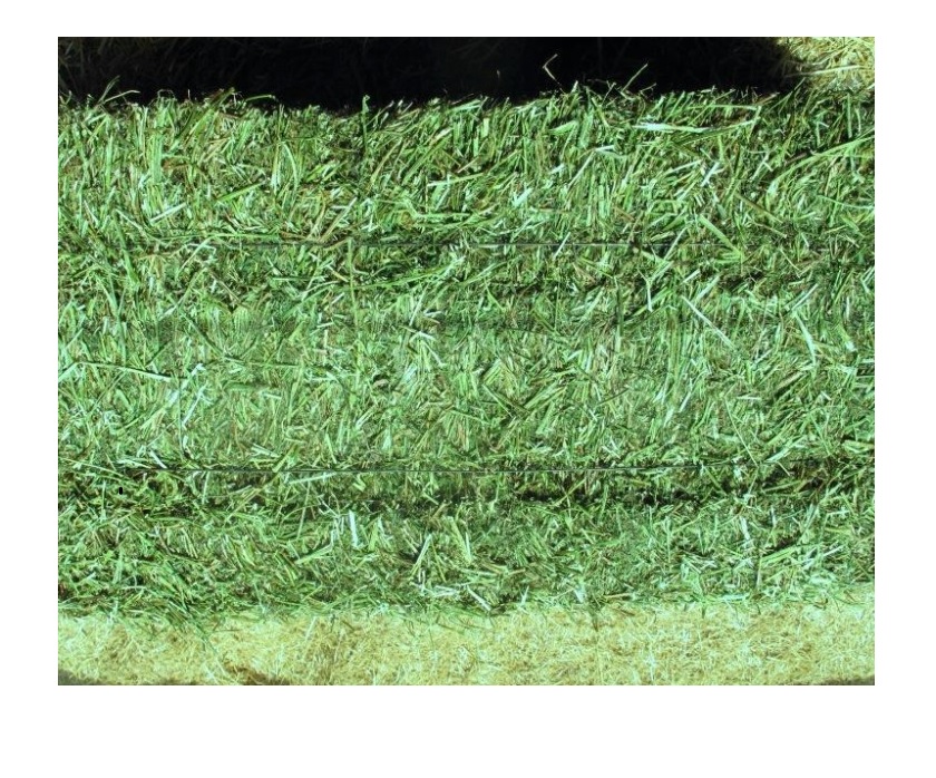 Eragrostis тюки