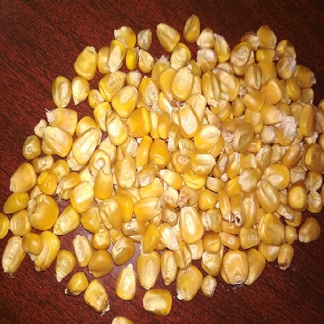 Yellow Corn / Poultry, Animal Feed