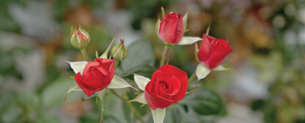 "Spray roses"