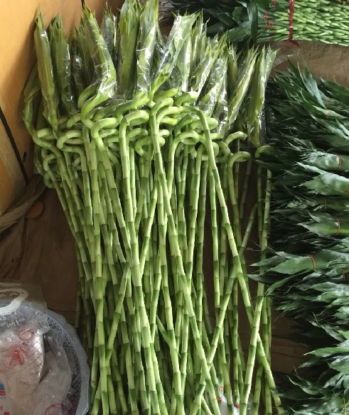 Таиланд Оптом Свежий спиральный Draceana Lucky bamboo
