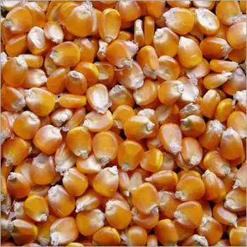 Yellow Corn yellow maize for poultry feed for sale