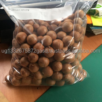 Wholesale Best Quality /High Quality Macadamia Nuts/Macadamia Nut Kernels