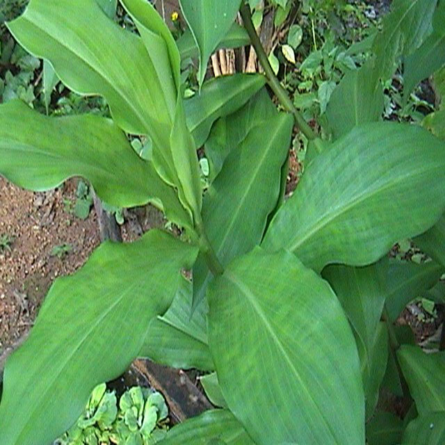 Инсулиновые растения (Costus-Pictus)