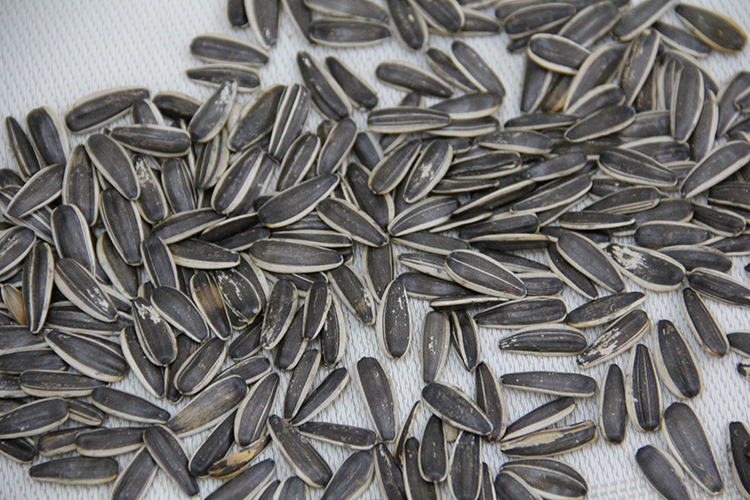 Chinese Roasted original flavor Sunflower seeds