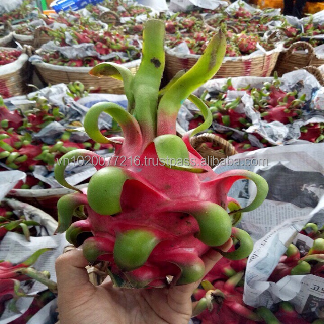 VIETNAM DRAGON FRUIT