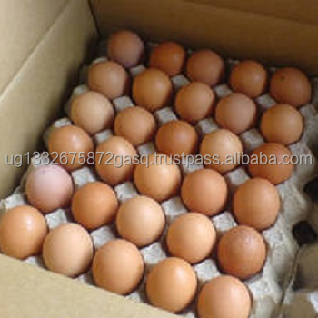 Premium Quality Fresh Chicken Table Eggs/Fresh Chicken wholesale