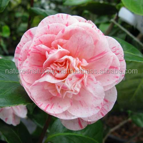Organic Certified Camellia Seed Carrier Oil Bulk Supply - NATURES NATURAL INDIA