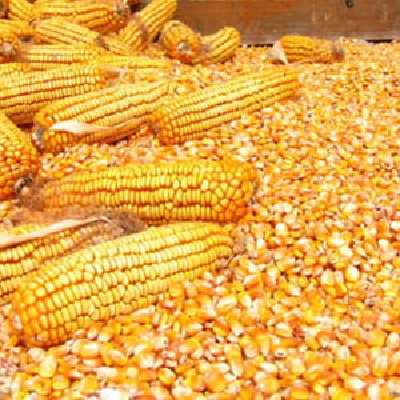 Best High Quality White and Yellow Corn/Maize for sale