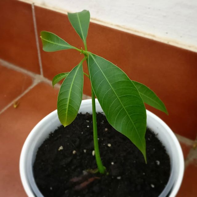 Семена манго