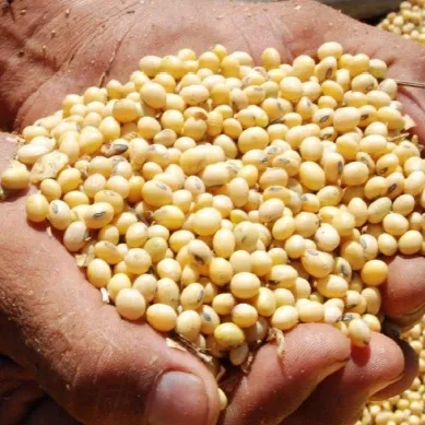Argentine high-quality soybean