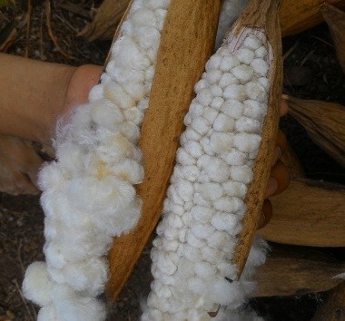 Kapok fiber for bird net and small animal/whatsapp+0084 845639639