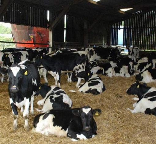Качественные бытовые молочные коровы и беременные коровы Holstein в наличии