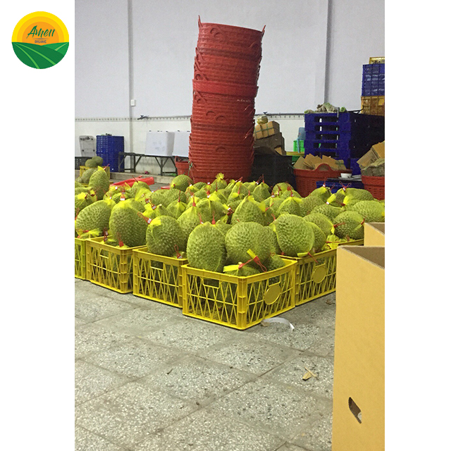 Высокое качество DURIAN для продаж