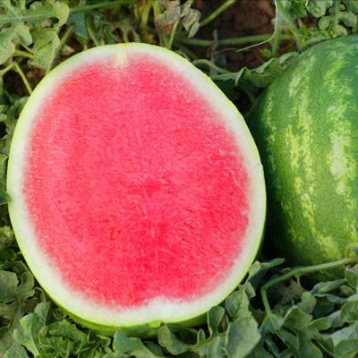 New Seedless Watermelon Seeds FromVietnam