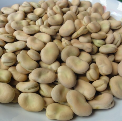 Broad beans New Crop