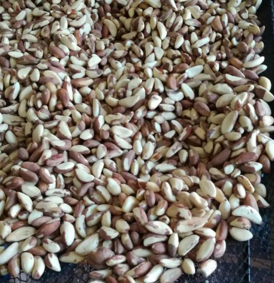 Wholesale Organic Brazil Nuts