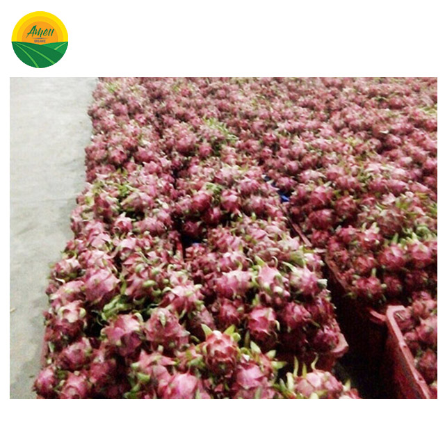 FRESH DRAGON FRUITS WITH BEST PRICE