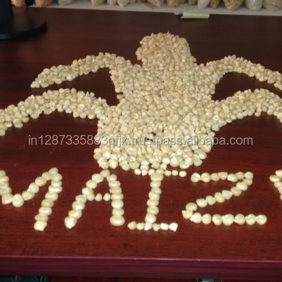 White Maize For Animal Feed