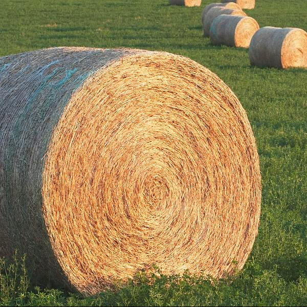 ALFALFA HAY & ALFAFA PELLETS BULK SELLERS