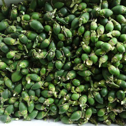 Лучшая цена BETEL NUT/Areca nut vietnam-Whatsapp: + 84-845-639-639