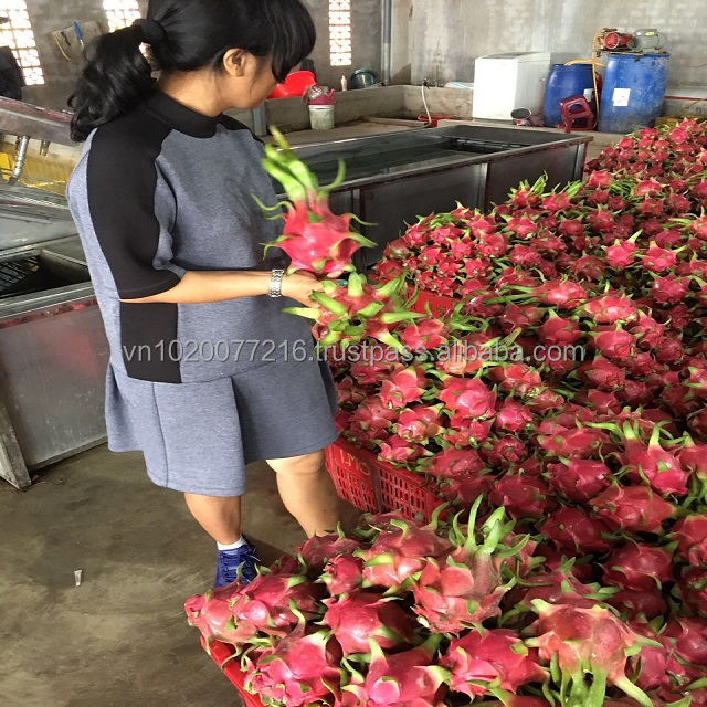 Fresh dragon fruit/ fresh fruit from Hoang Kim Vietnam