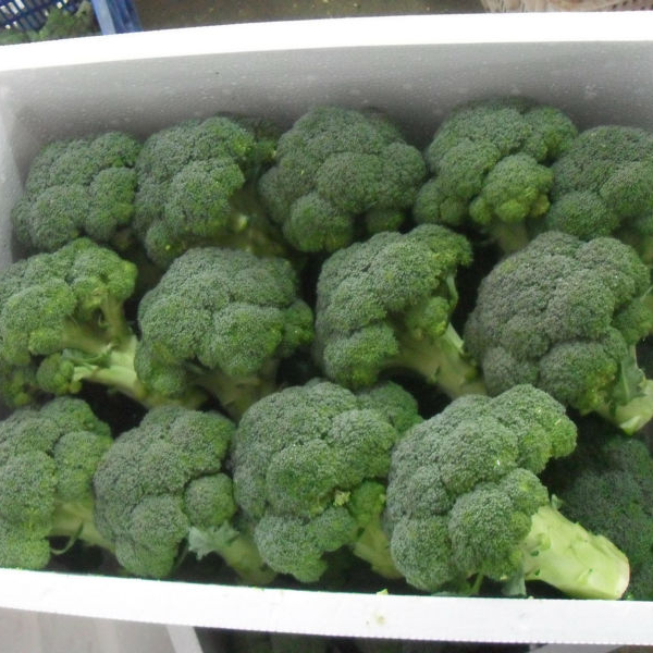 Fresh Broccoli