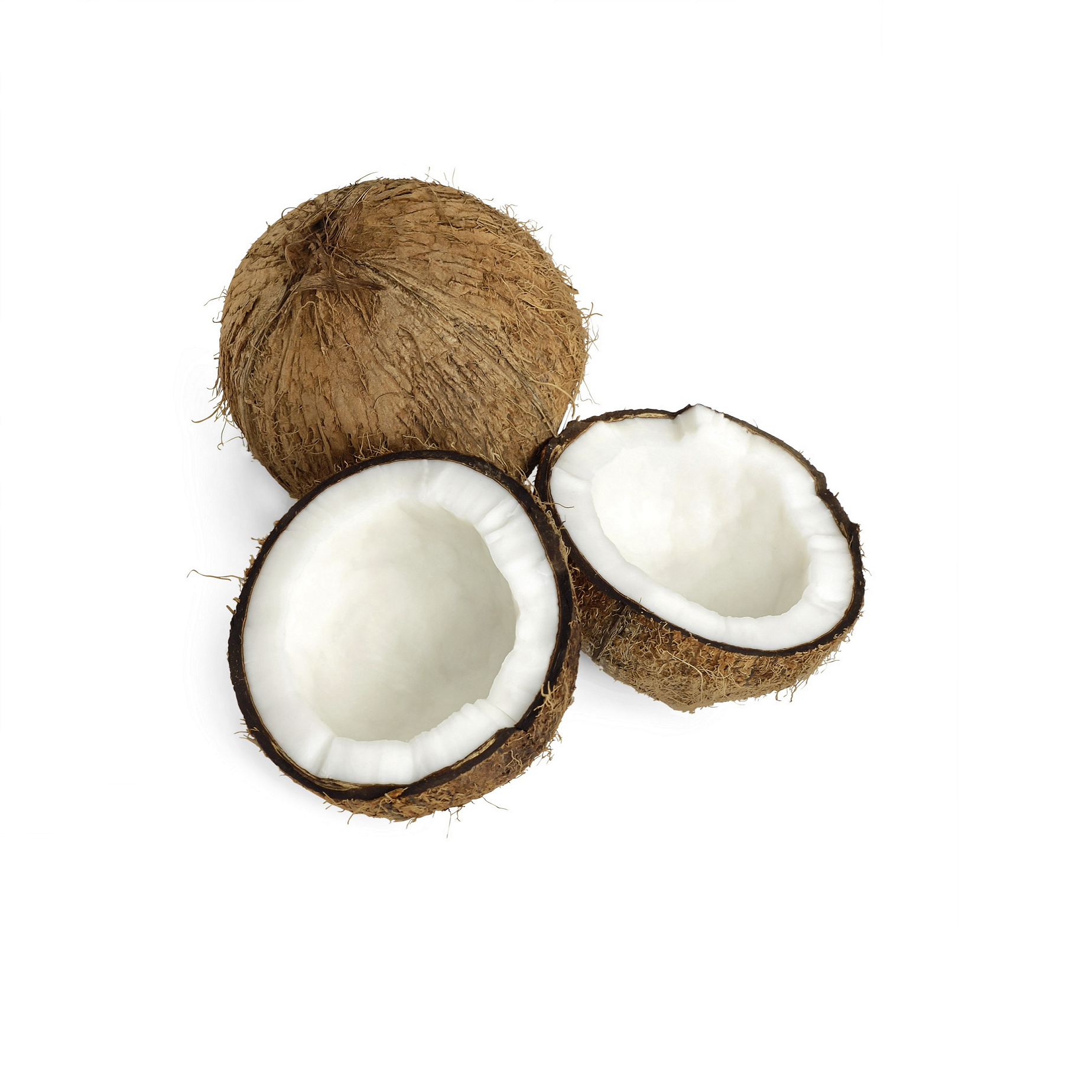 High quality fresh coconut young/ mature coconut