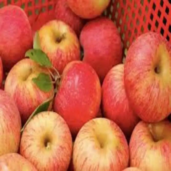 New crop royal gala apple/bulk fresh apples/New Crop Fresh Fuji Apple