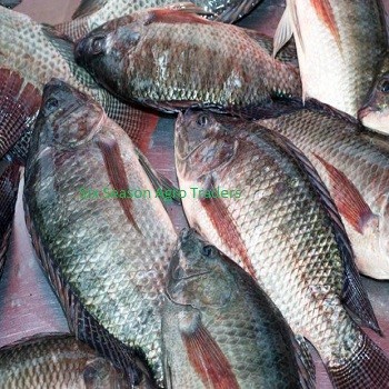 Tilapia поставщик формы Бангладеш/Новая культивированная Сладкая вода Tilapia