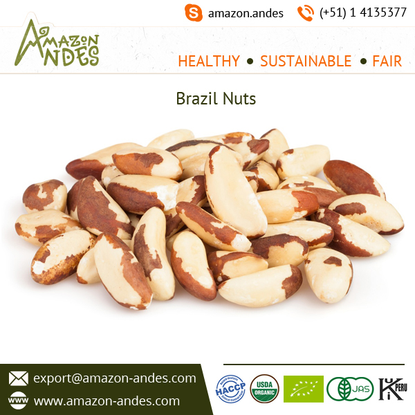 Organic and Conventional Brazil Cashew Nuts for Wholesale Supply